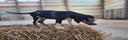 Catahoula Leopard Dog dogs for sale: Duchess 2026 Male 4 - Ad 32