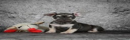 French Bulldog dogs for sale: Becky - Ad 2