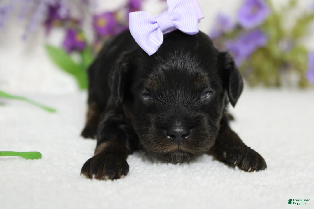 Toy Poodle dogs for sale: Pandora  - Ad 2