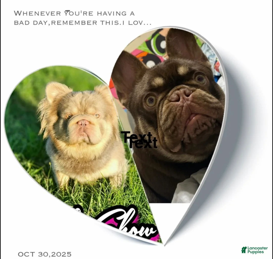 French Bulldog dogs for sale: French Bulldog Puppy 1 - Ad 3