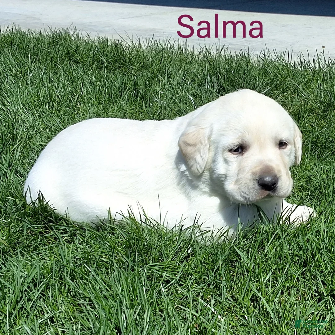 Labrador Retriever dogs for sale: Salma  - Ad 1