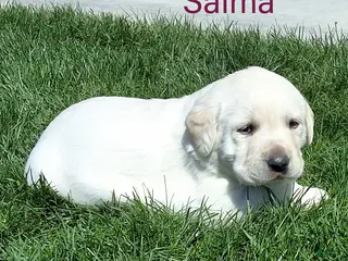 Labrador Retriever dogs for sale: Salma - Ad 4