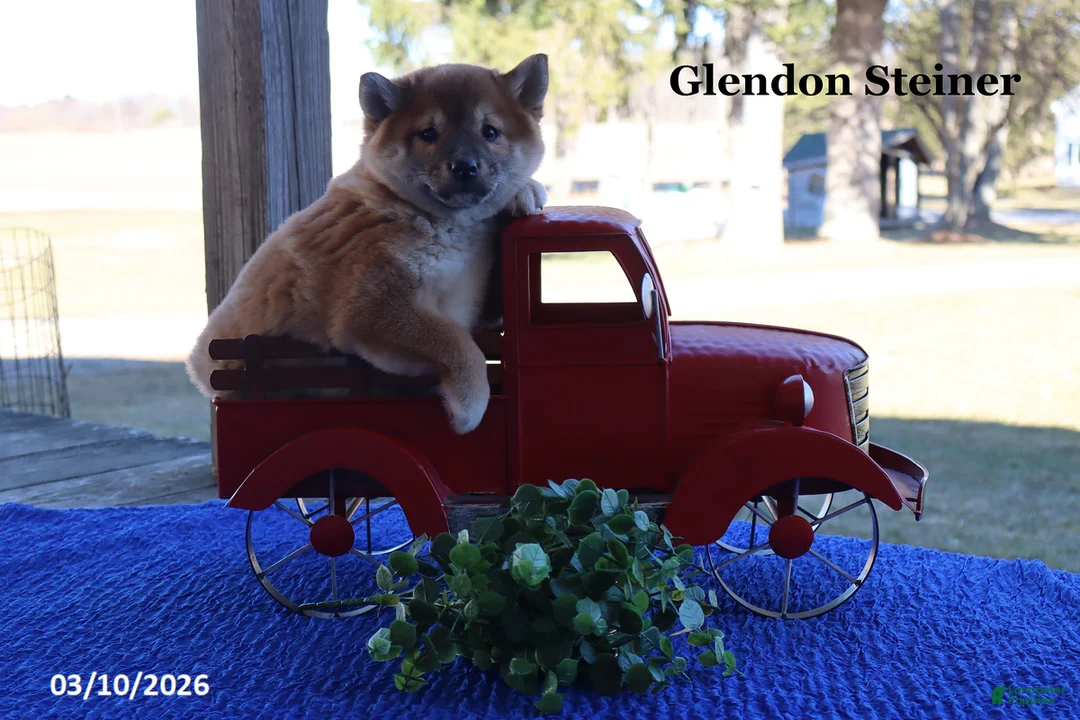 Shiba Inu dogs for sale: Ian - Ad 2