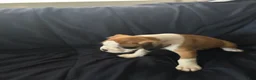 Boxer dogs for sale: Bear  - Ad 3