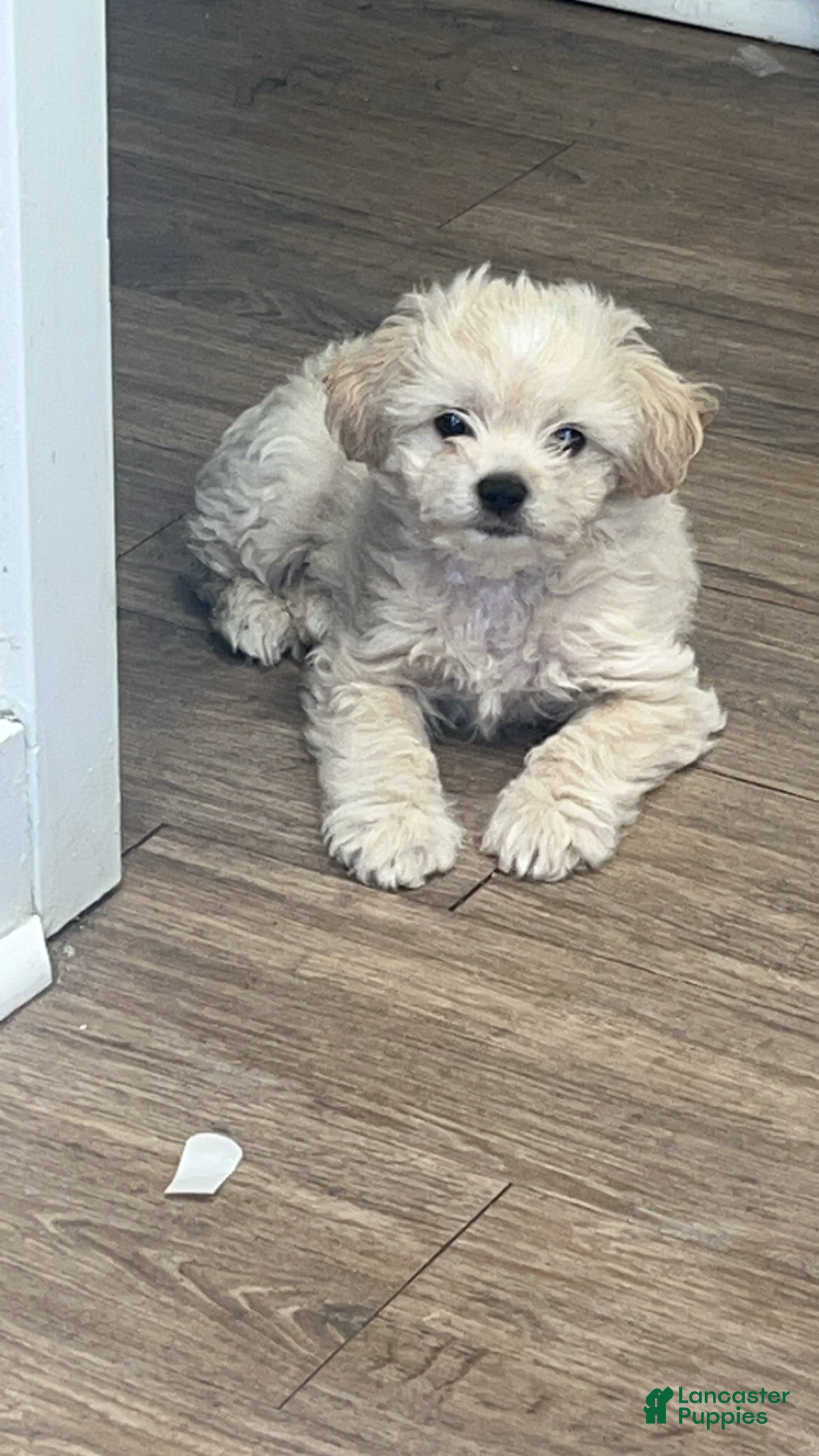 Shorkie dogs Shorkie 1 - Ad 1