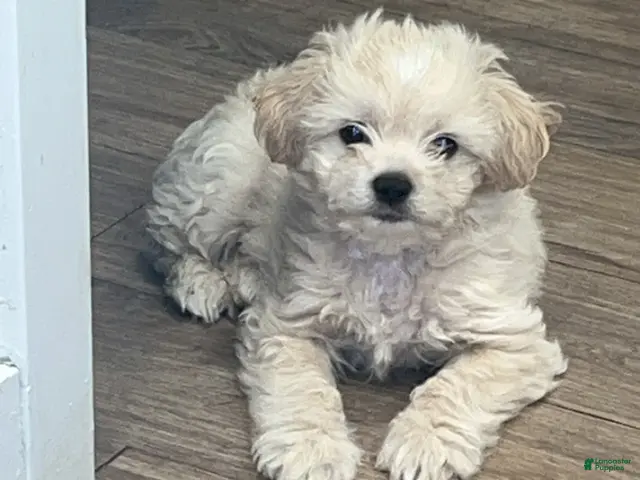 Shorkie dogs for sale: Shorkie 1 - Ad 1