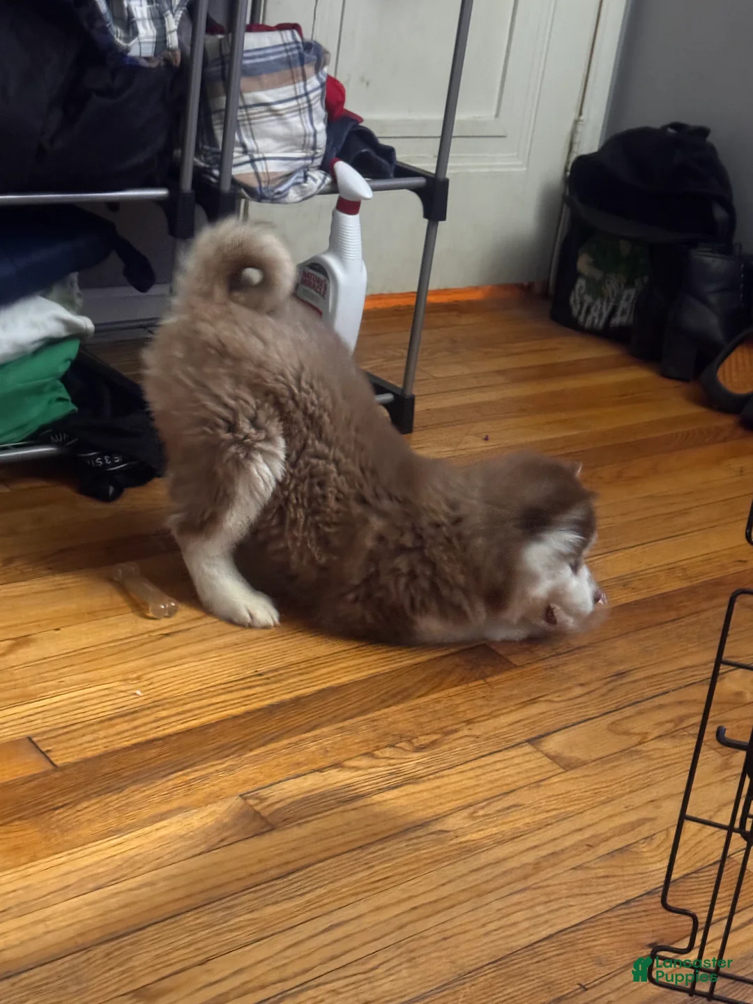 Mixed Breed dogs for sale: Mixed Breed Puppy 2 - Ad 5