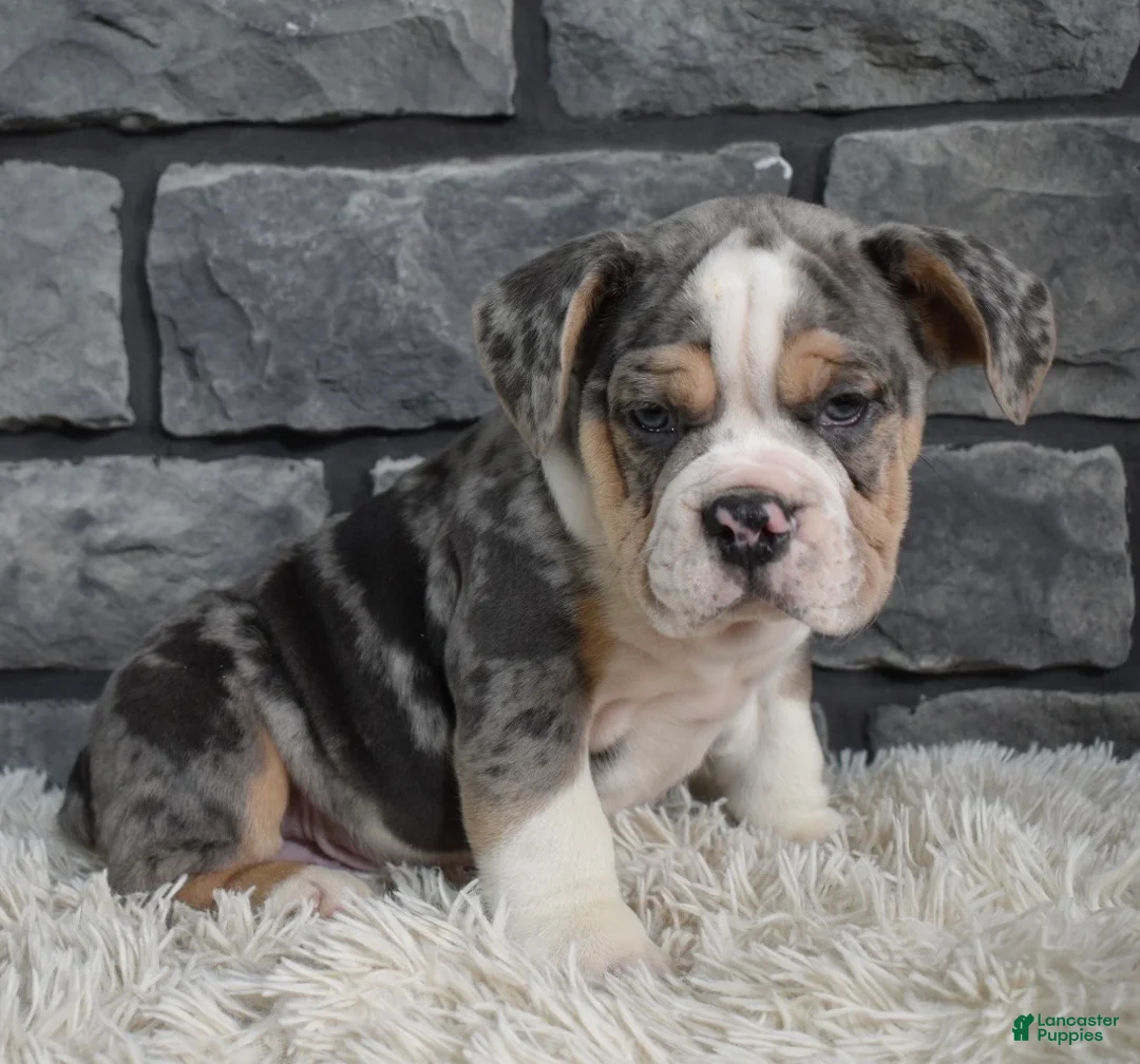 Mixed Breed dogs for sale: Bubba - Ad 3