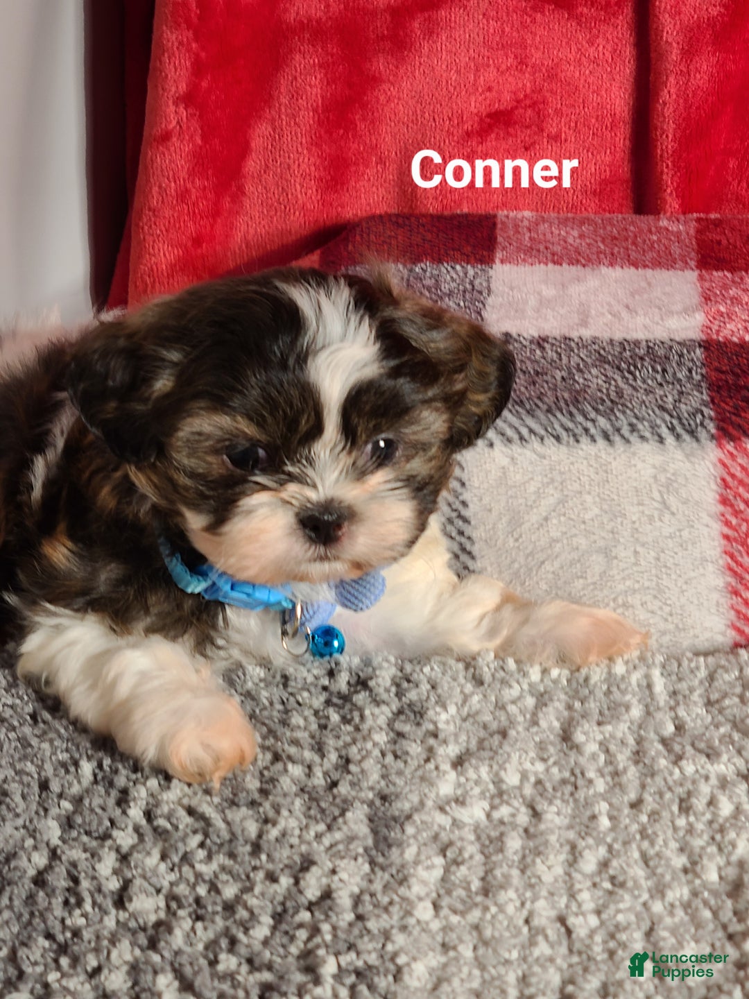 Shih Tzu dogs for sale: Conner  - Ad 6