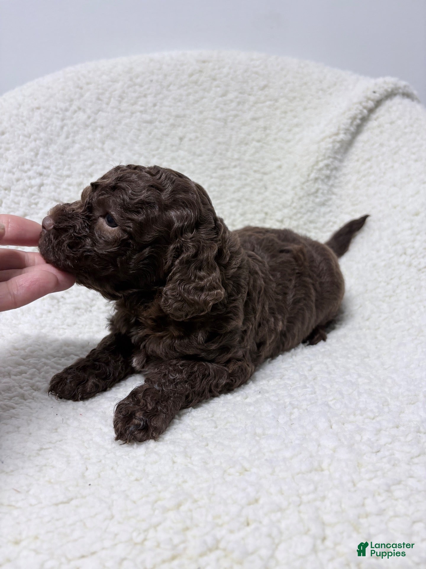 Lagotto Romagnolo dogs for sale: Magali - Ad 2