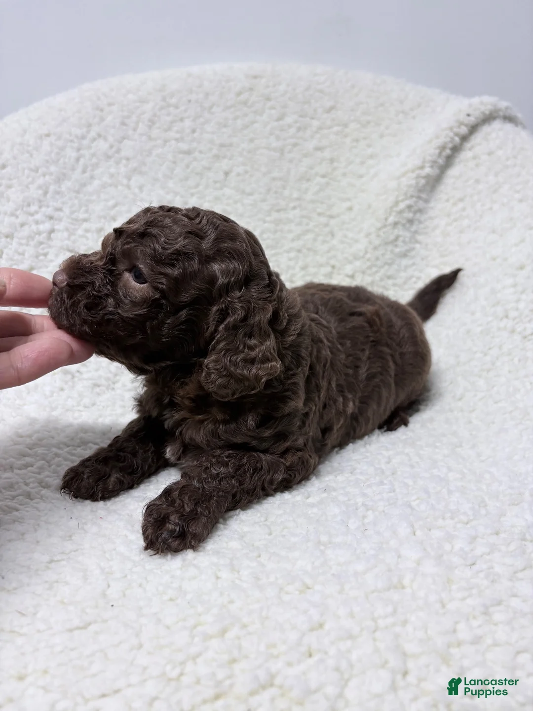 Lagotto Romagnolo dogs for sale: Magali - Ad 2