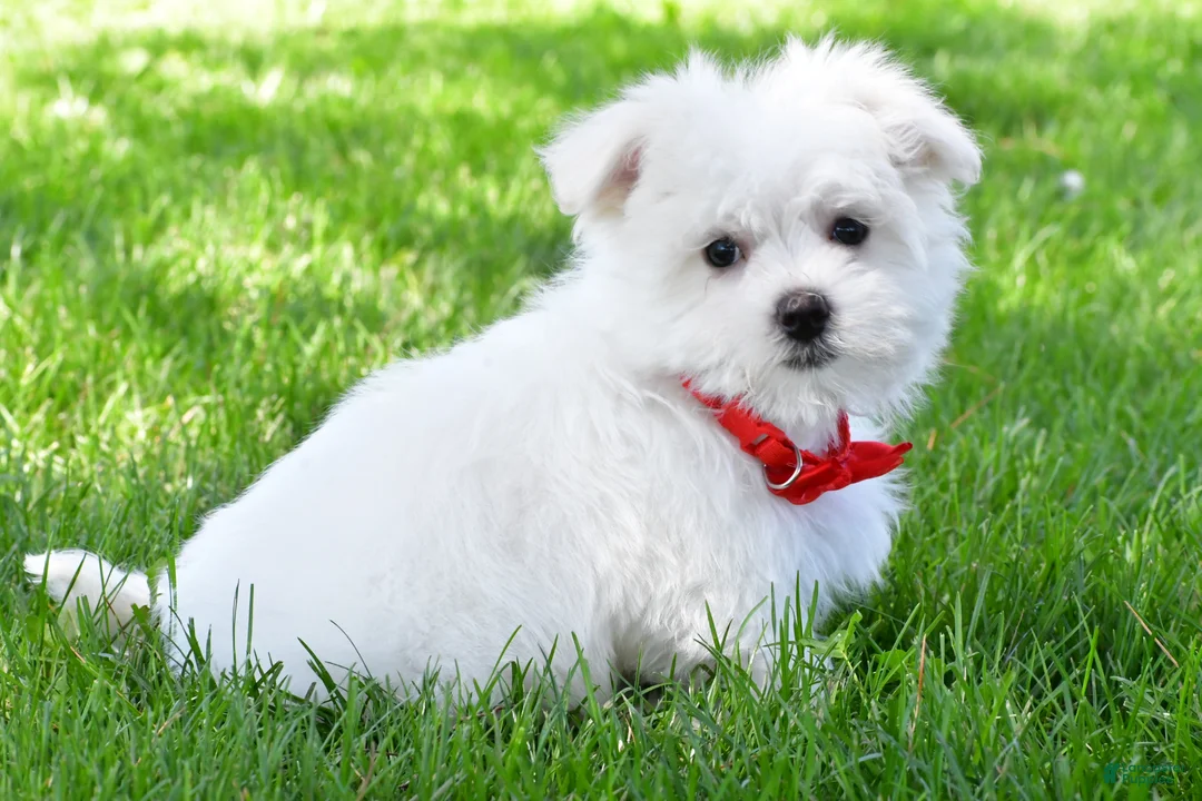 Maltese dogs for sale: Nate - Ad 1