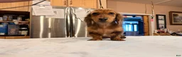 Miniature Dachshund dogs for sale: 2 blue eyes!!! - Ad 15
