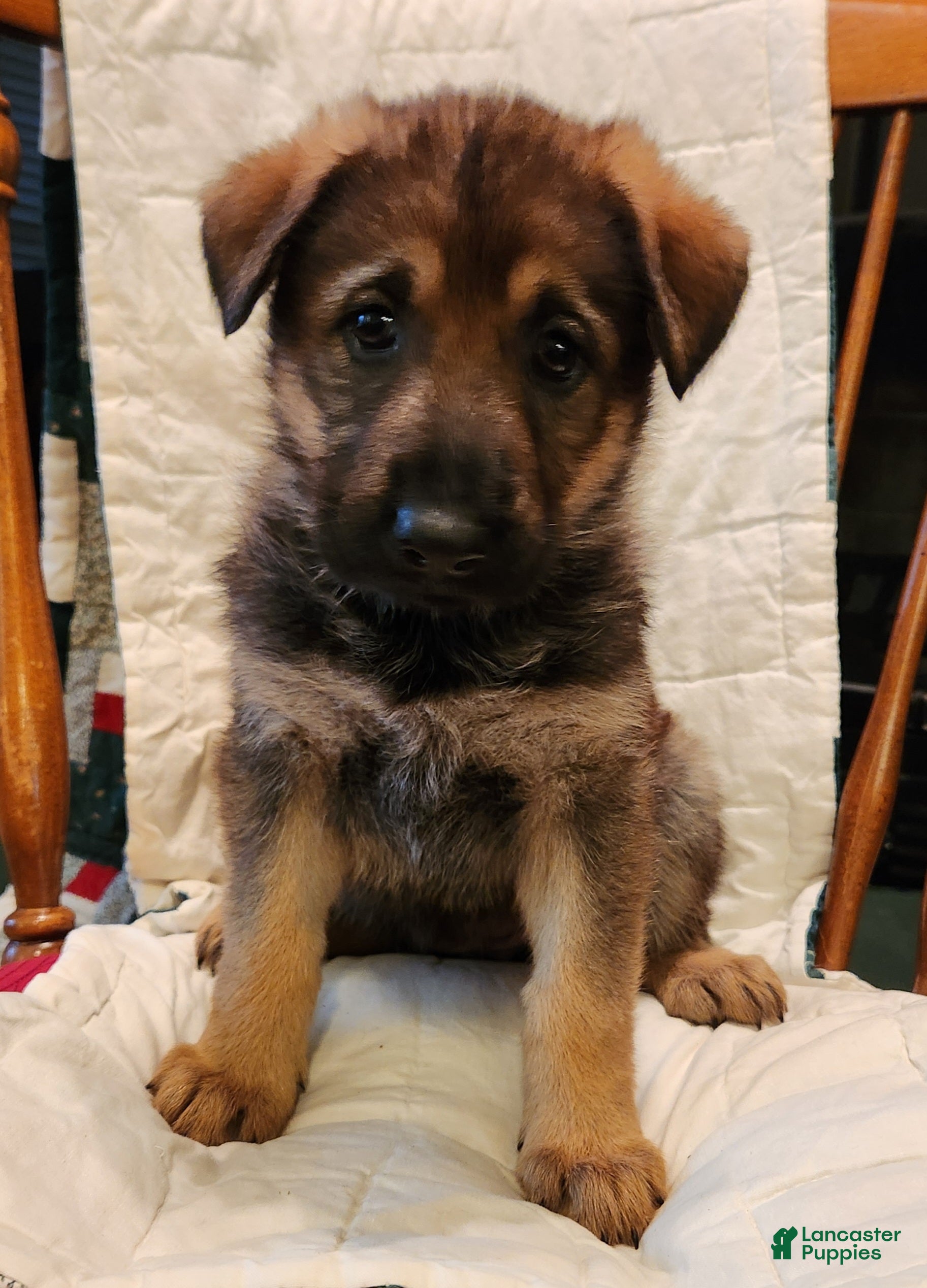 German Shepherd dogs German Shepherd Puppy 8 - Chartreus - Ad 2