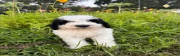 Bernedoodle dogs for sale: Ducky - Ad 4