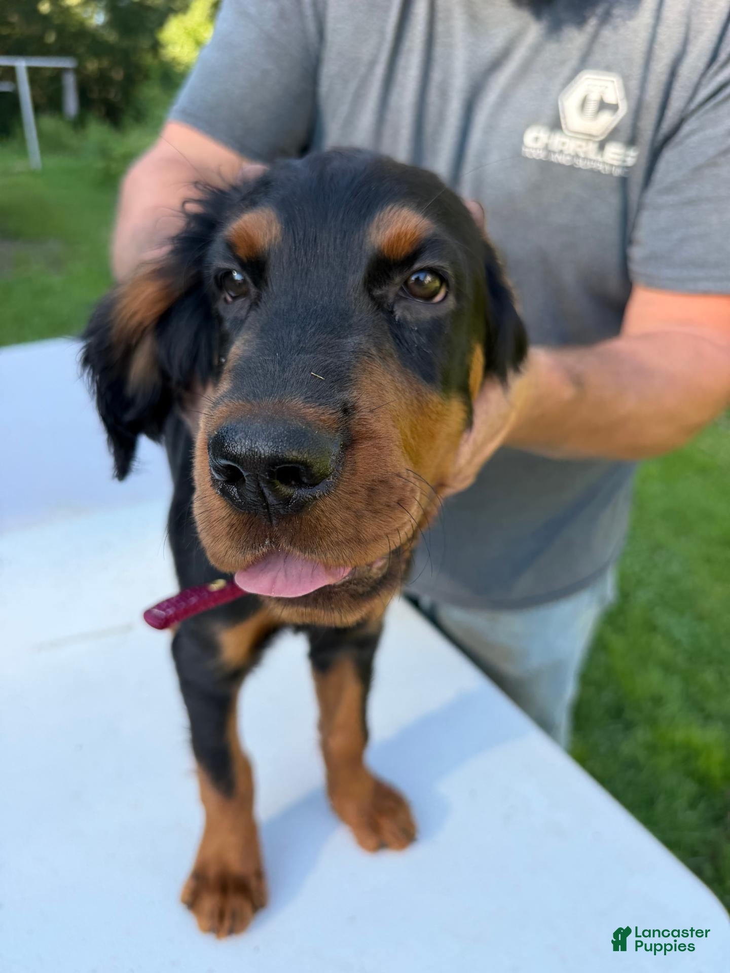 Gordon Setter dogs Red Boy - Ad 1