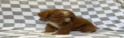 Mini Goldendoodle dogs for sale: Cosmo - Ad 2