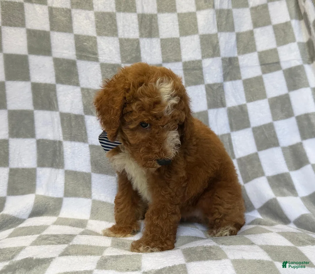 Mini Goldendoodle dogs for sale: Cosmo - Ad 2