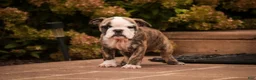 English Bulldog dogs for sale: Queen English Bulldog  - Ad 2