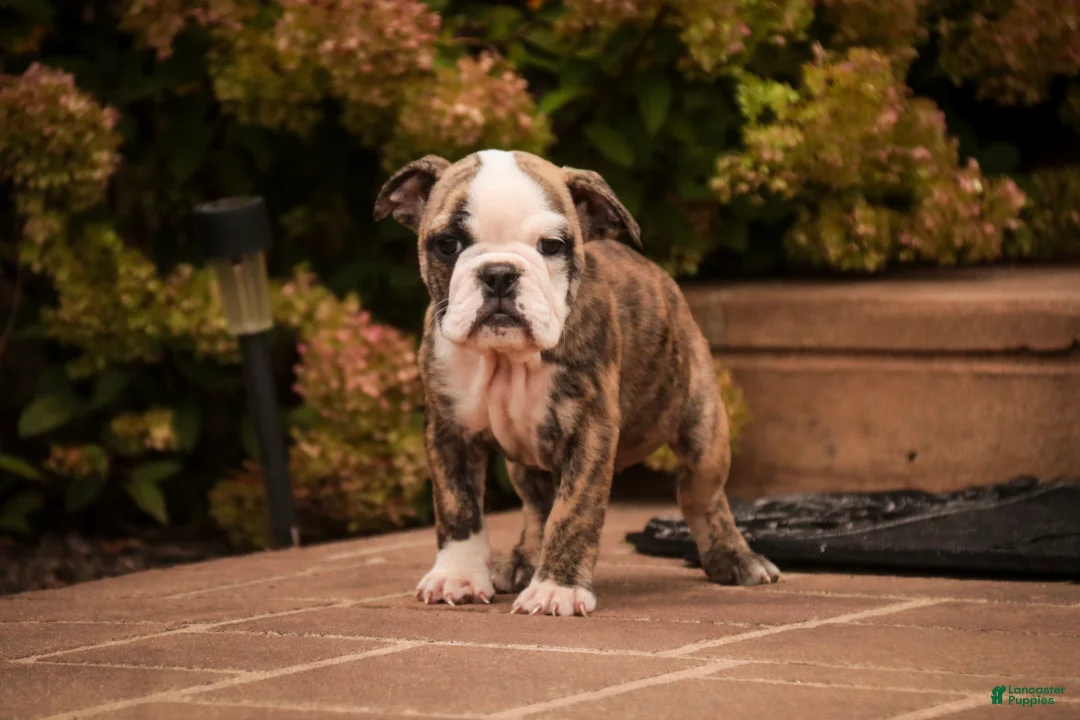 English Bulldog dogs for sale: Queen English Bulldog  - Ad 2