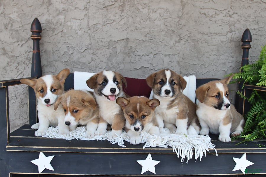 Welsh Corgi Pembroke dogs Lincoln - Ad 2