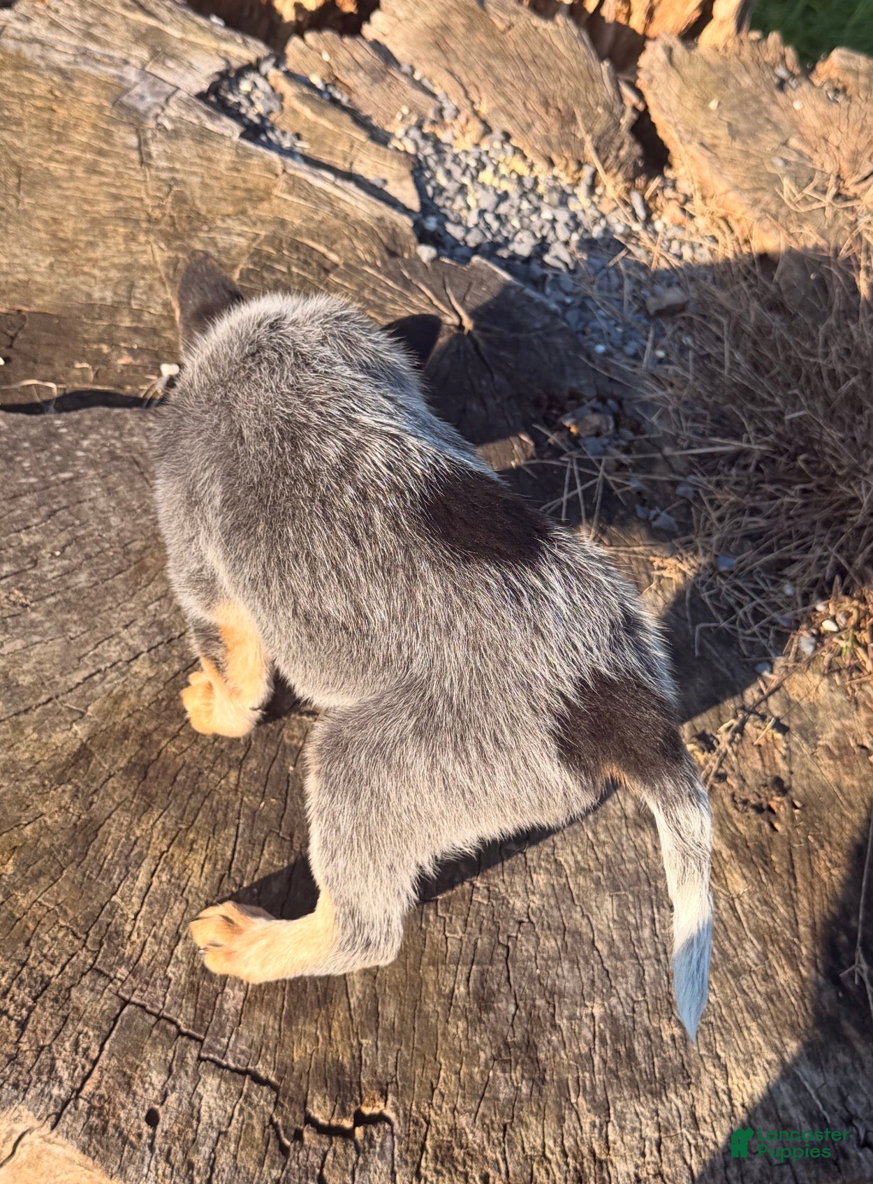Australian Cattle Dog dogs for sale: Chief - Ad 2
