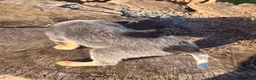 Australian Cattle Dog dogs for sale: Chief - Ad 2