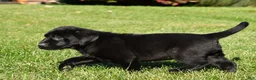 Labrador Retriever dogs for sale: Cade - Ad 4
