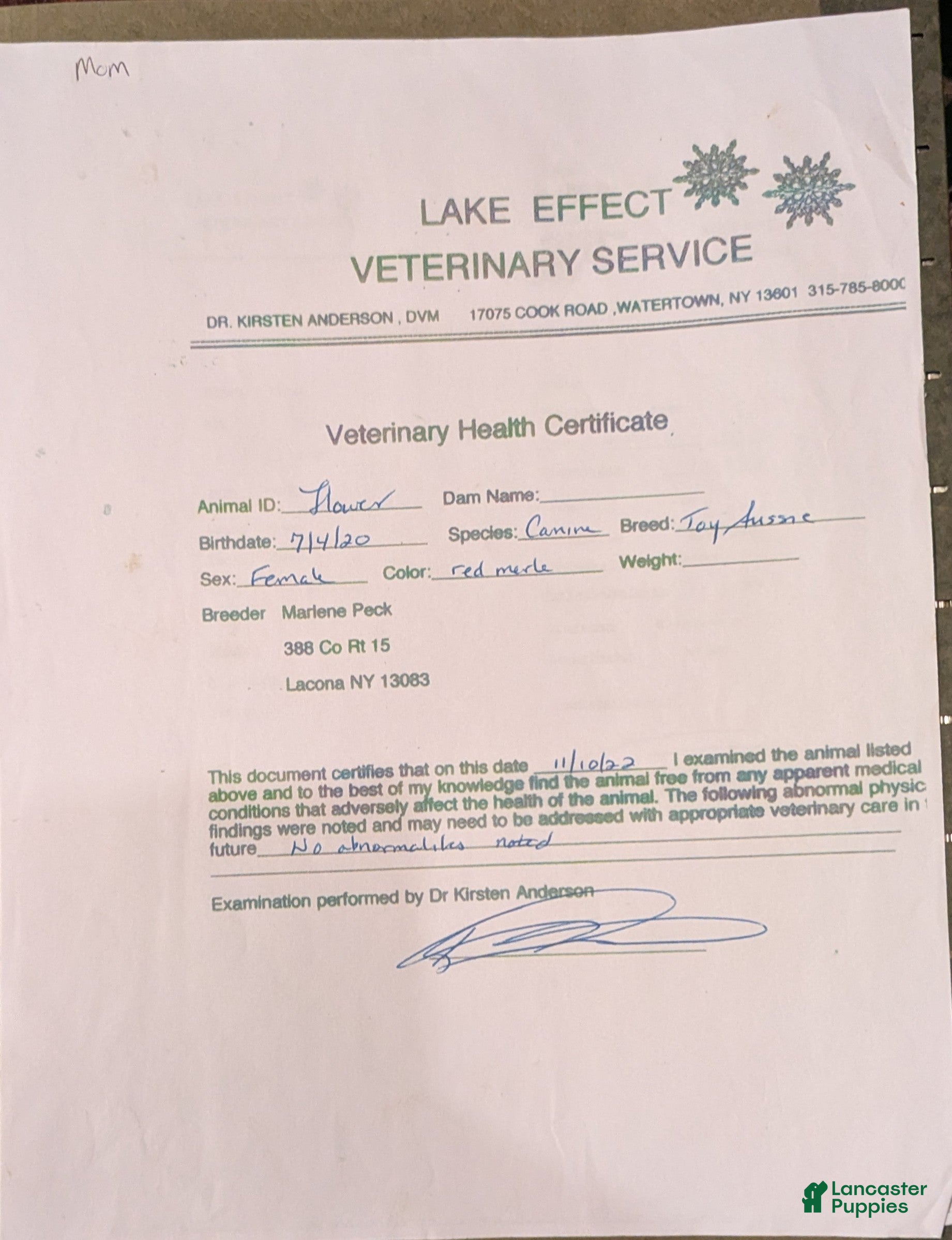 Toy Australian Shepherd dogs Toy Australian Shepherd Puppy 1 - Ad 1