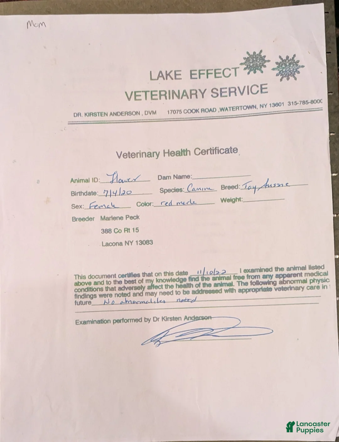 Toy Australian Shepherd dogs for sale: Toy Australian Shepherd Puppy 1 - Ad 1