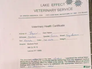 Toy Australian Shepherd dogs for sale: Toy Australian Shepherd Puppy 1 - Ad 4