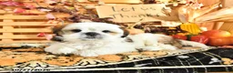 Shih Tzu dogs for sale: Dallas - Ad 2