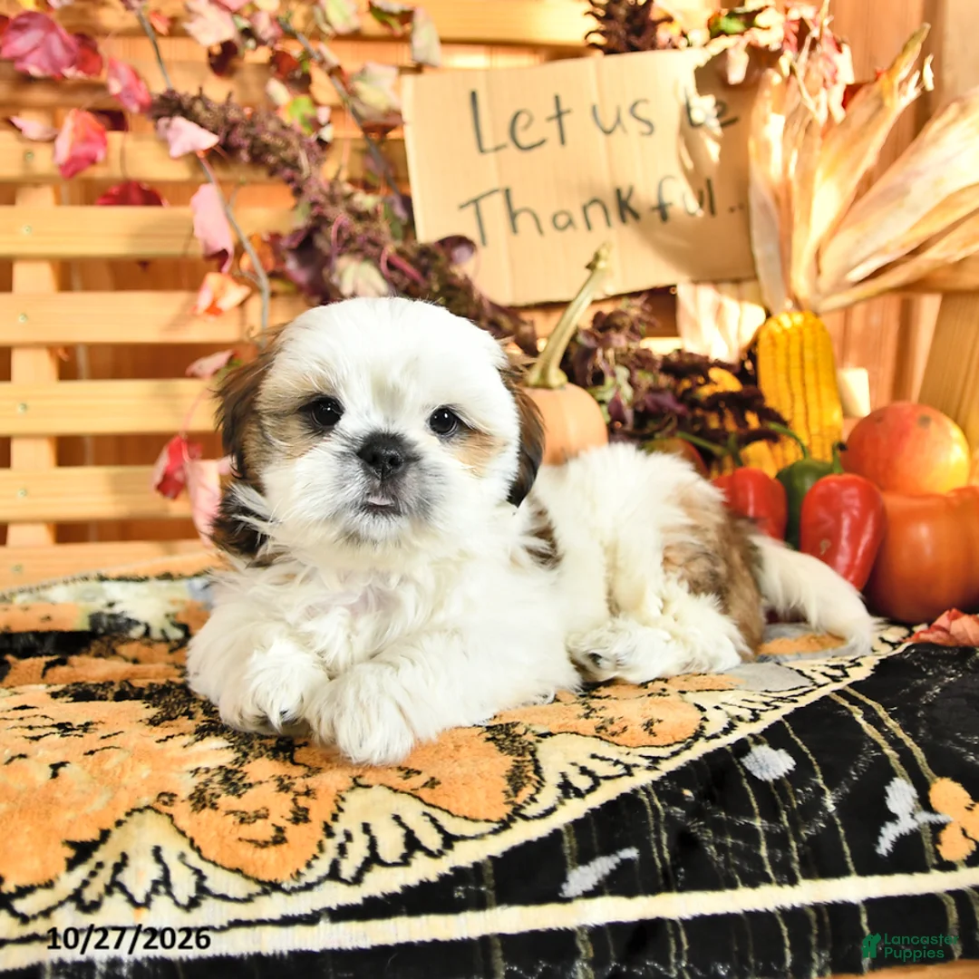 Shih Tzu dogs for sale: Dallas - Ad 2