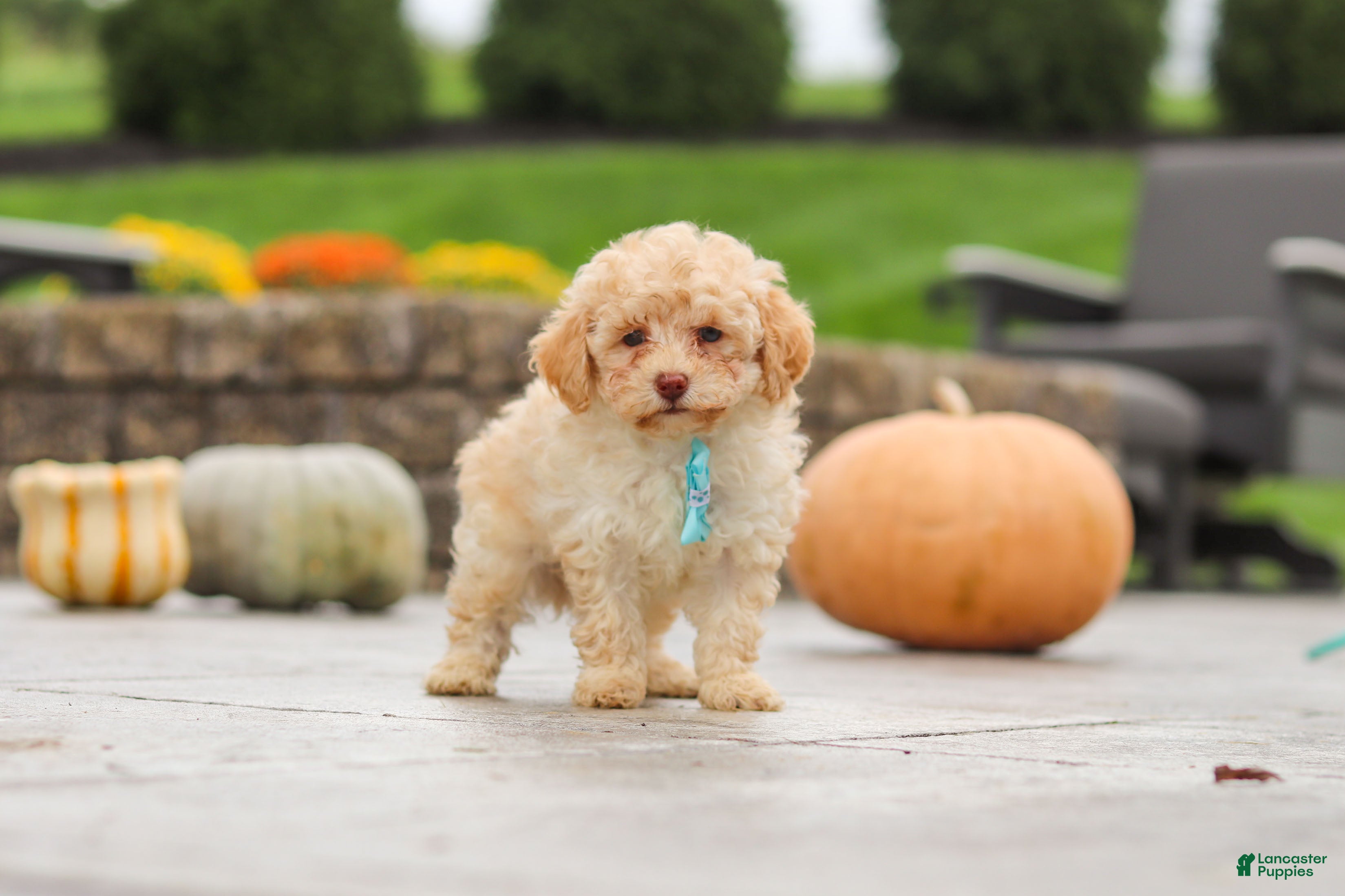 Cavapoo dogs Sven - Ad 2