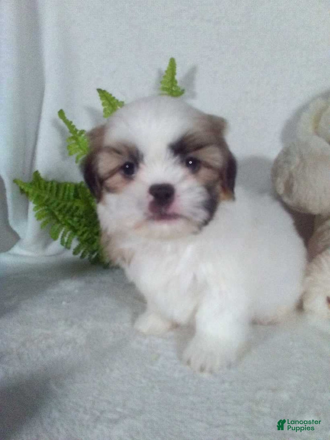 Shih Tzu dogs for sale: Cash - Ad 5