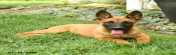 Belgian Malinois dogs for sale: Zara - Ad 5