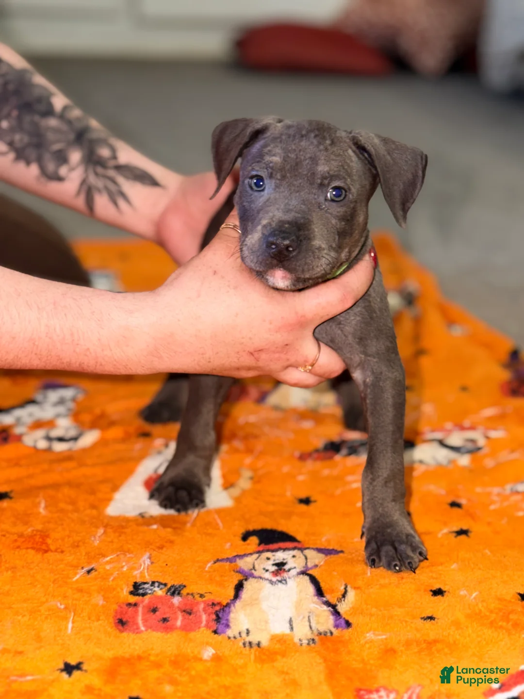 American Bully dogs for sale: American Bully 6 - Ad 2