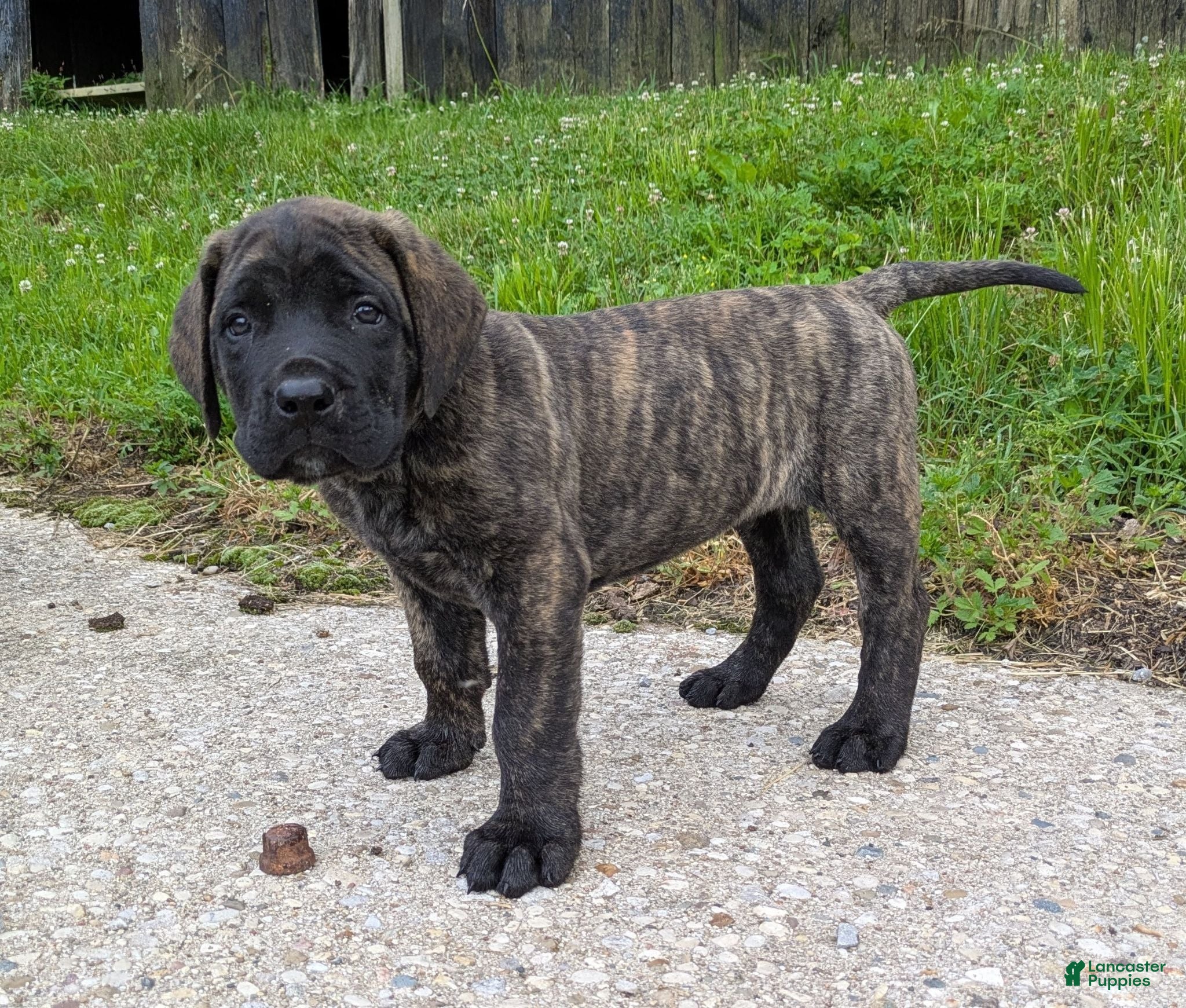 English Mastiff dogs Bear - Ad 2
