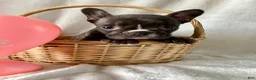 French Bulldog dogs for sale: Pixie - Ad 7