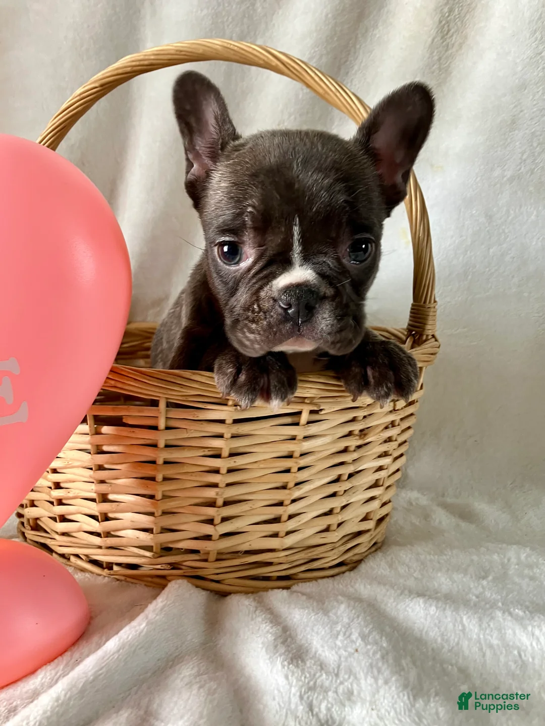French Bulldog dogs for sale: Pixie - Ad 7