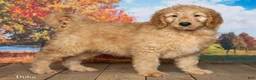 Goldendoodle dogs for sale: Duke - Ad 3