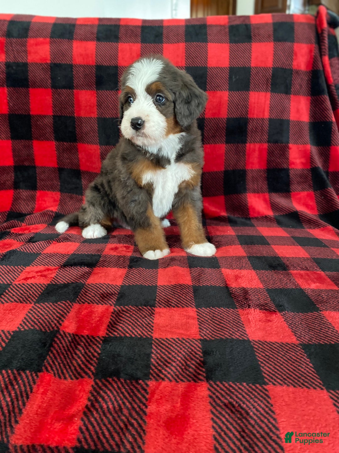 Bernedoodle dogs for sale: Princess - Ad 24