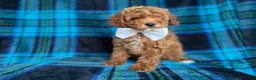 Cockapoo dogs for sale: Rags - Ad 4