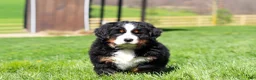 Bernese Mountain Dog dogs for sale: Florence - Ad 14
