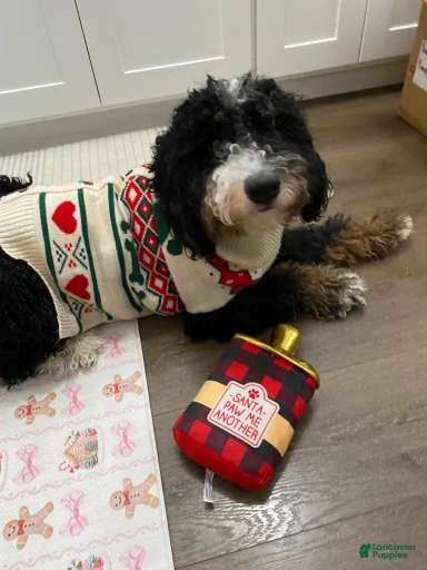 Gallery Image {{count}}