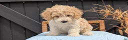 Havapoo dogs for sale: Milo - Ad 4