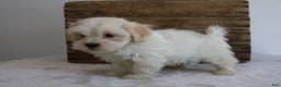 Maltipoo dogs for sale: Kooper - Ad 3