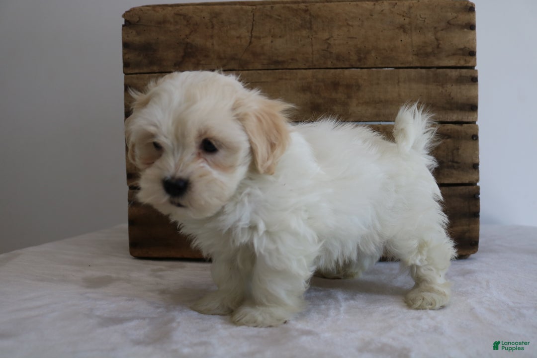 Maltipoo dogs for sale: Kooper - Ad 3