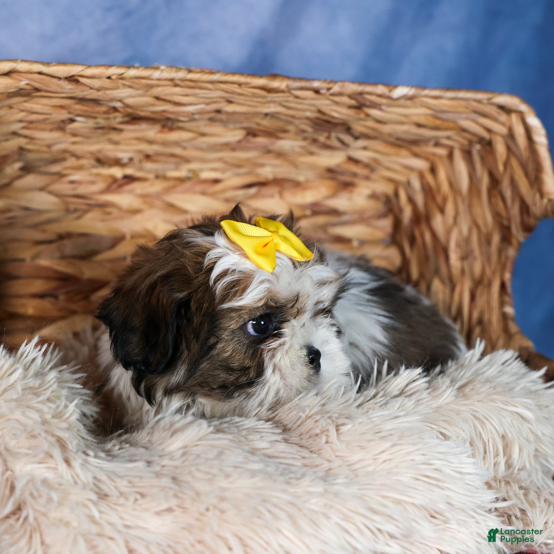Shih Tzu dogs for sale: MICKEY - Ad 12