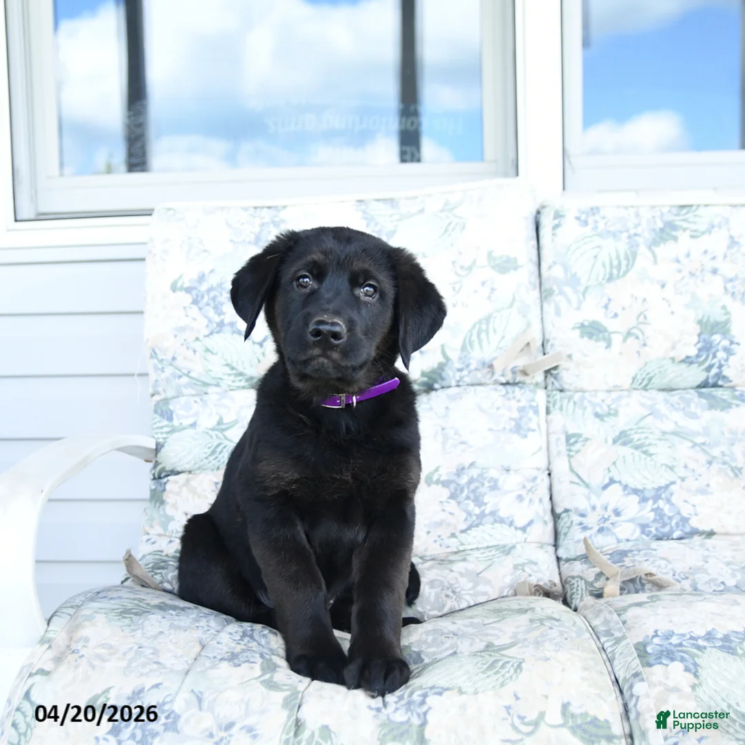 Mixed Breed dogs for sale: Lassie - Ad 1